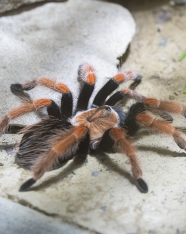 Rotbeinvogelspinne Wirbellose