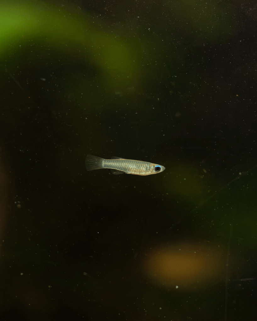 Fische