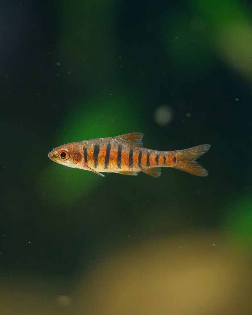 Fische