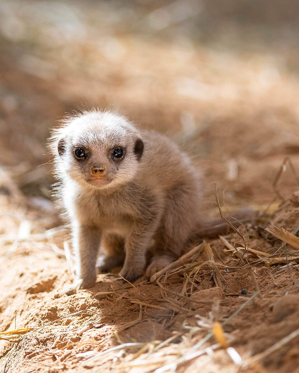 Erdmännchen Tiere